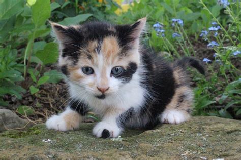 calico cats for sale